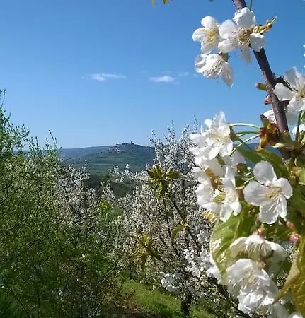 Bertosa *